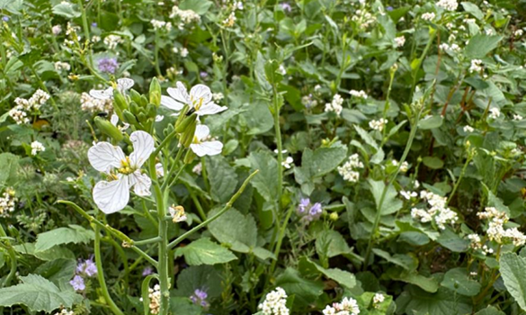 A field of cover crops